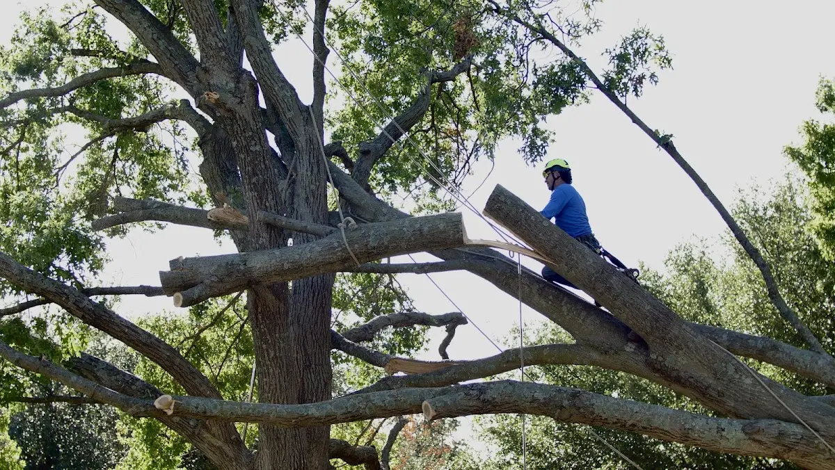 Professional Crown Thinning performed by certified arborists in Phyllis